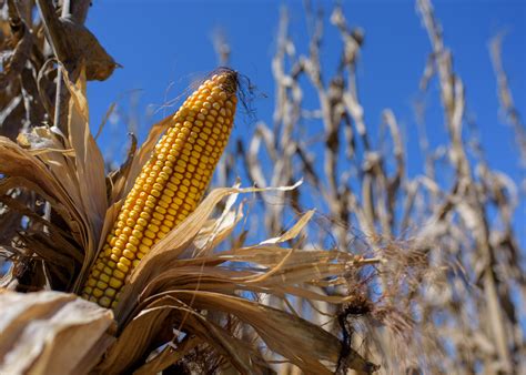 Corn harvest ahead of schedule, yields high | Mississippi State ...