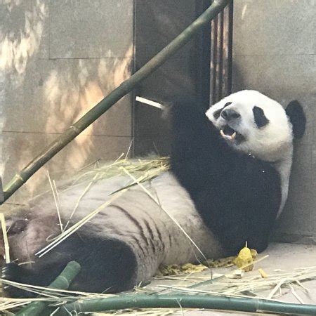 Panda World (Fuzhou) - 2018 All You Need to Know Before You Go (with ...