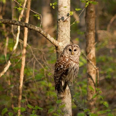 Barred Owl - Covenant Wildlife