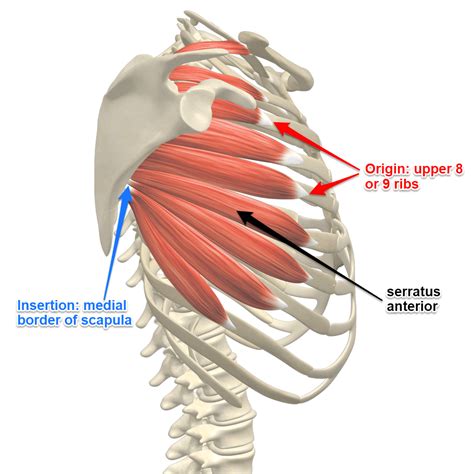 Pin on Musculos & Esqueletos