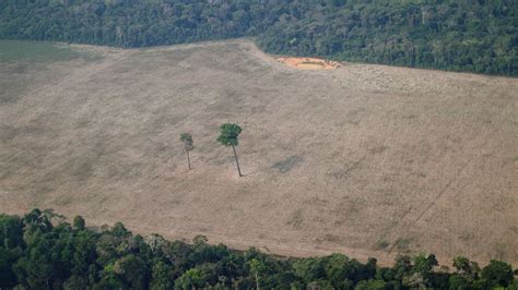 Brazil deforestation: Number of trees cut down in Amazon reaches ...