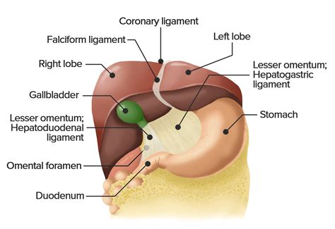 Liver: Anatomy | Concise Medical Knowledge