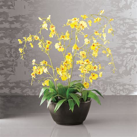 Oncidium Orchid, Yellow | Gump's