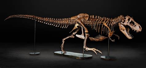 Auckland Museum to display adult male and female T-rex fossils together ...