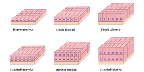 Squamous Cell - The Definitive Guide | Biology Dictionary