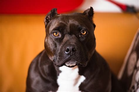 Have You Ever Seen a Pitbull with Long Hair? They Exist!