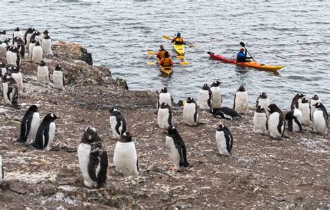 Wildlife in Antarctica - Incredible Close-Up Encounters