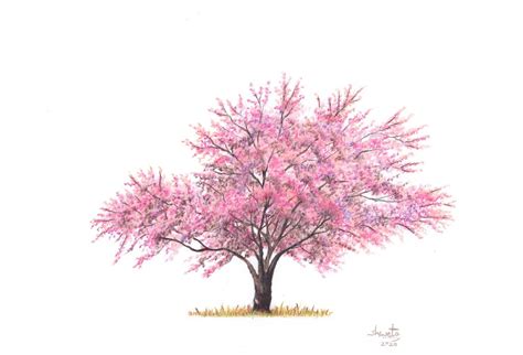 Cherry Blossom Tree Pencil drawing by Shweta Mahajan | Artfinder