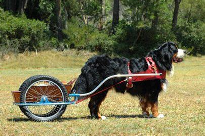 Bernese pulling cart | Bernese mountain dog, Dogs, Mountain dogs