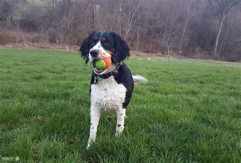 Tri Color English Springer Spaniel Female - Stud Dog in bucks county PA ...