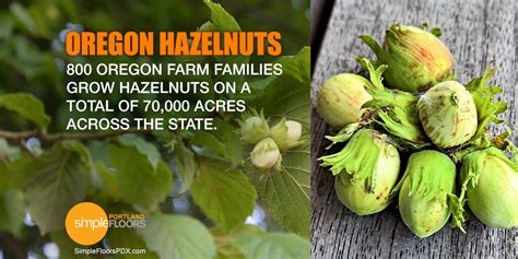 The Filbert - Oregon's Official State Nut, But Did You Know