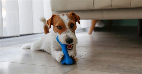 11 Best Indestructible Dog Toys For Heavy Chewers