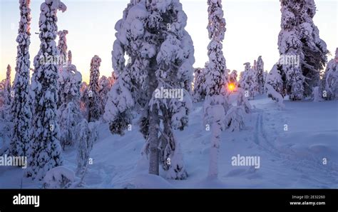 Snowy forest and fells in Finland's Lapland Stock Photo - Alamy