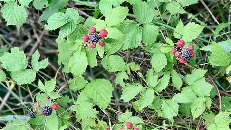 Where to find and how to use Wisconsin black raspberries