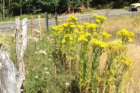 It’s tansy ragwort season | Islands' Sounder