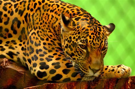 Leopard on Brown Log · Free Stock Photo