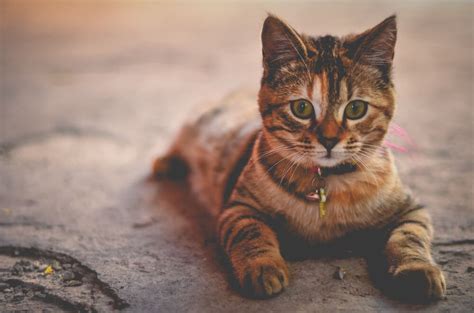 Tabby Cat Breed - Facts, Origin, History and Personality Traits