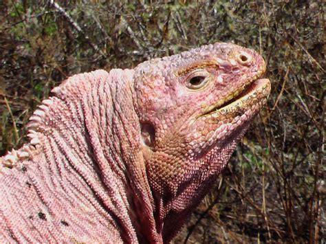 Galapagos Pink Land Iguanas on Verge of Extinction, Experts Say | Sci.News