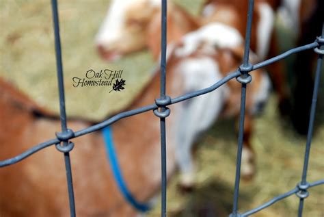 The Best Fencing for Goats - Oak Hill Homestead