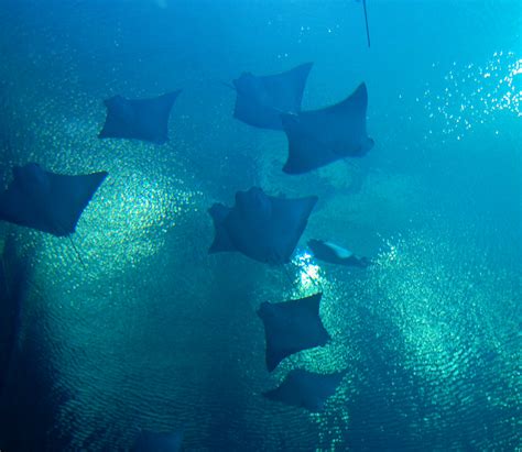 Stingrays | Taken at the Georgia Aquarium on July 16, 2007. | Jen | Flickr