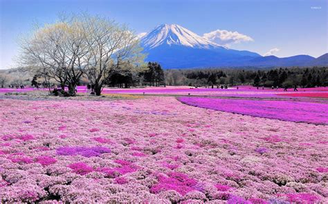 🔥 Download Pink Flower Field And Mount Fuji Wallpaper Nature by ...