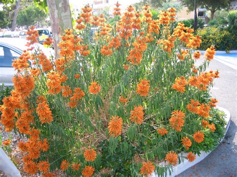 File:Leonotis leonurus 01.jpg - Wikimedia Commons