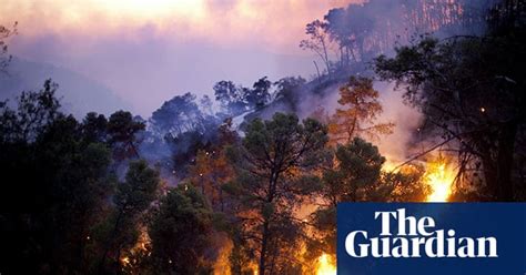 Forest fires rage in Israel | World news | The Guardian