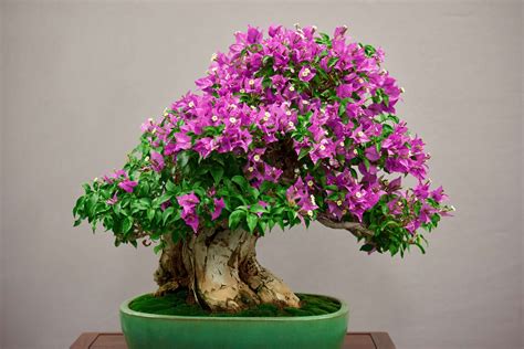 Bonsai Tree Care: The Art of Cultivating Miniature Wonders - Cutters Edge