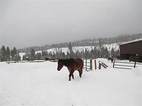 Snowstorm dumps more than a foot in eastern Oregon's Blue Mountains | OregonLive.com