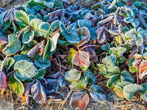 Protecting Plants In A Freeze: Best Way To Cover And Keep Plants From ...