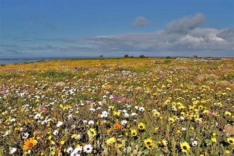 South Africa - Spring in the Western Cape - Greenwings Wildlife Holidays