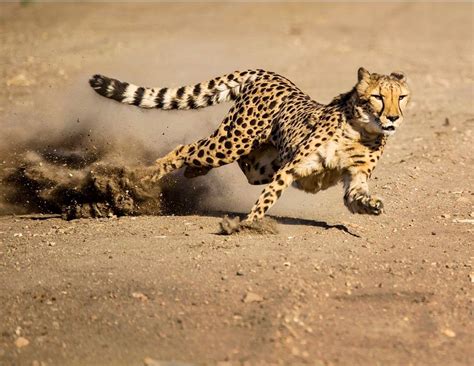 Cheetah running at full speed. (Susan Koppel 500px) | Cheetah pictures, Wild cats, Animals wild