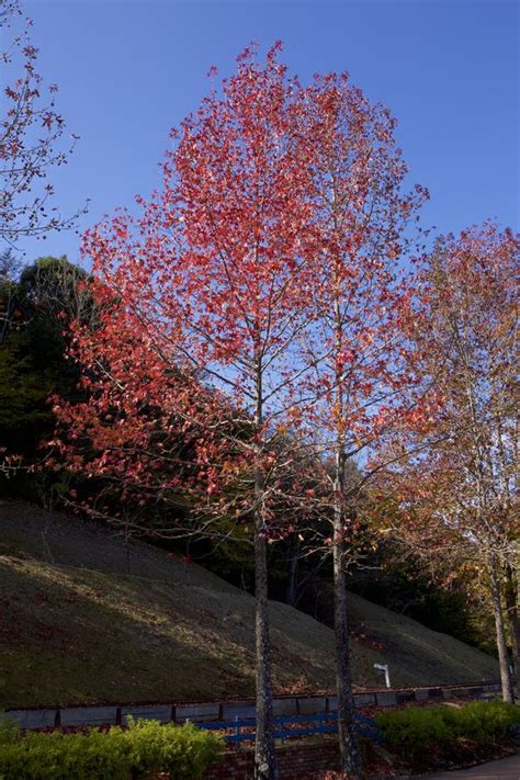 Beautiful Autumn Sugar Maple Tree Leaves. Stock Photo - Image of autumnal, branch: 104328184