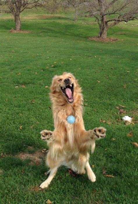 This Bizarre Picture Of A Dog Playing Catch Launched A Photoshop Battle