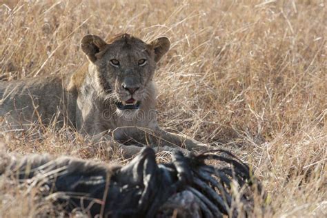 Lion hunting Zebra stock image. Image of wildlife, mammal - 5269669