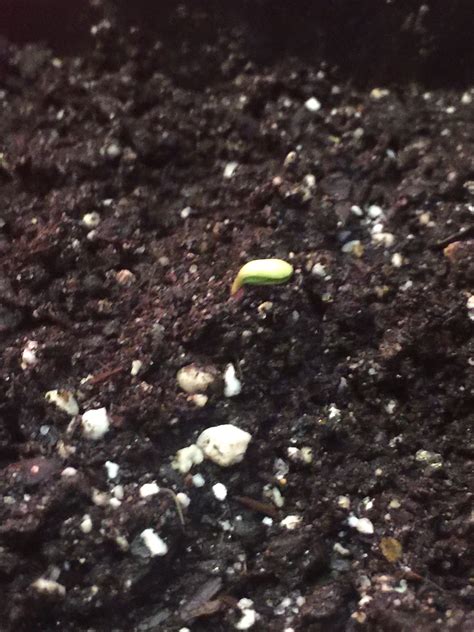 What is the best seed germination method? | Page 2 | Grasscity Forums - The #1 Marijuana ...