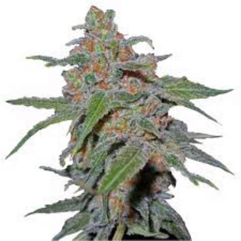 Industrial Hemp Purple Urkle Seeds for Sale - Agrodine