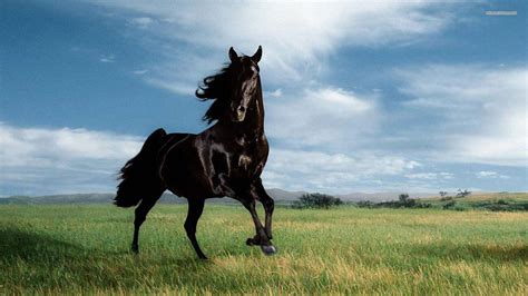 Horse Desktop Backgrounds Free - Wallpaper Cave