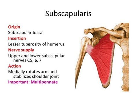 subscapularis origin and insertion - Google Search | Muscle anatomy ...