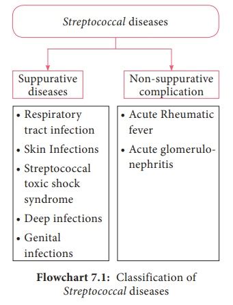 Streptococcus Pyogenes (Flesh eating Bacteria) - Morphology, Cultural Characteristics, Antigenic ...