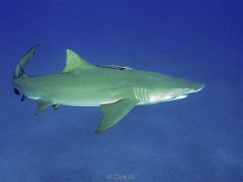 Photos travel and diving in Florida with tiger and lemon sharks 6