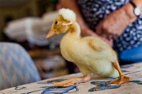 Rooster + Duck = Ducken | News | tucsonlocalmedia.com