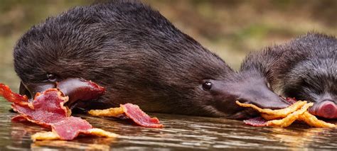 Platypus eating a bunch of crispy bacon. Nature | Stable Diffusion ...