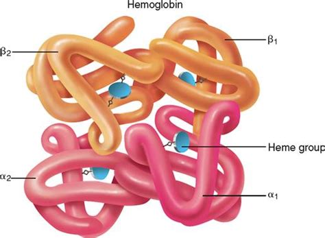 Blood | Basicmedical Key