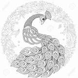 25 Free Peacock Coloring Pages For Kids And Adults sketch template