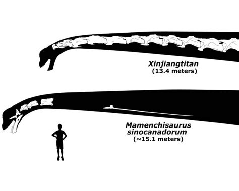 Researchers Identify The Dinosaur With The Longest Neck