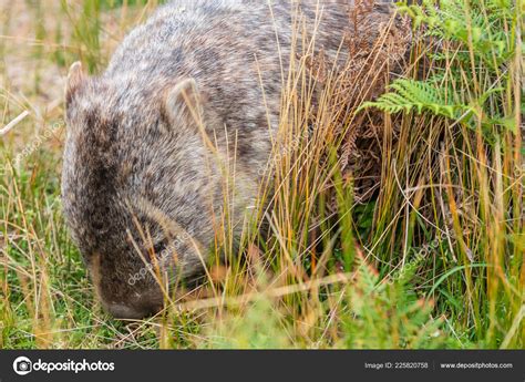 Wombat Feeding Amonst Grass Wilsons Promontory National Park Victoria ...