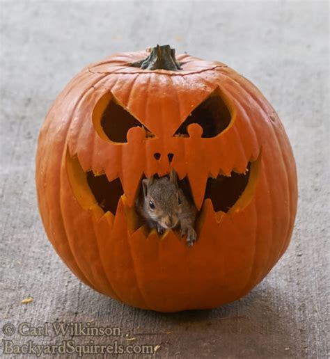 Squirrels and pumpkins - Backyard Squirrels .com