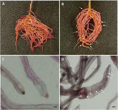 Comparative differences in resistance to Meloidogyne incognita race 3... | Download Scientific ...