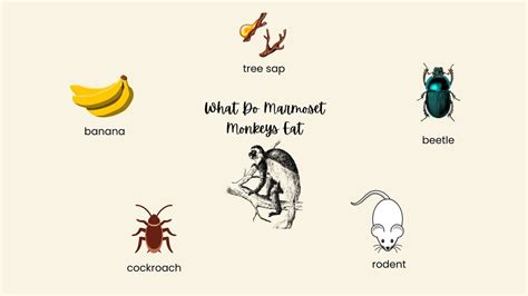 What Do Marmoset Monkeys Eat [Diet & Facts]